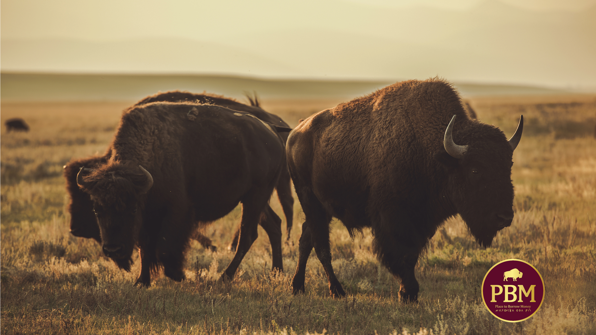PBM Lending Bison