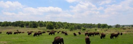 Bison on the Ranch