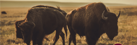 PBM Lending Bison